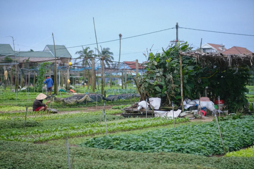 Khu ươm cây giống